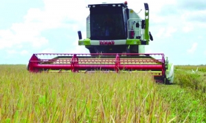 Linares: «El cultivo del arroz es muy técnico. Requiere un paquete tecnológico que el país hoy no dispone». FOTO DEL AUTOR