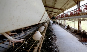La avicultura estatal necesita reinventarse, probar y evaluar los resultados de nuevas fórmulas de producción. FOTO: RICARDO LÓPEZ HEVIA