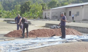 cacao