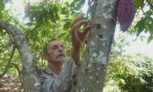 cacao