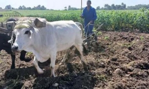 agricultura Santiago